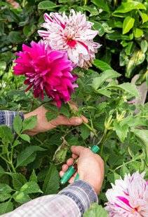 L'Ami des Jardins 1105 En août, on récolte des f leurs
