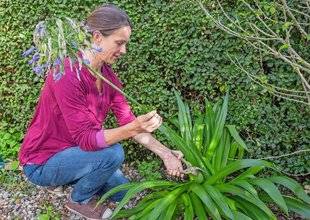 L'Ami des Jardins 1105 C'EST MAINTENANT DANS NOS RÉGIONS