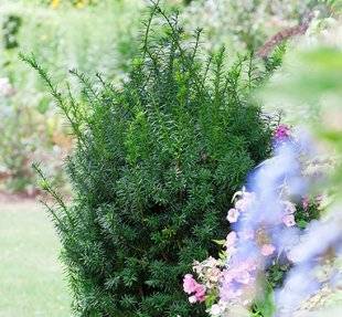 L'Ami des Jardins 1105 Je taille mes ifs