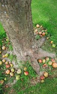 L'Ami des Jardins 1105 J'élimine tous les fruits pourris