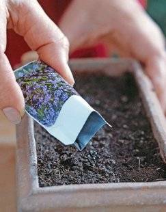 L'Ami des Jardins 1105 Je sème des bisannuelles