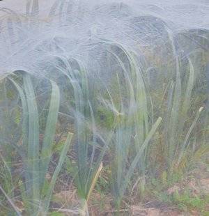 L'Ami des Jardins 1105 POSEZ LES VOILES SUR LES POIREAUX