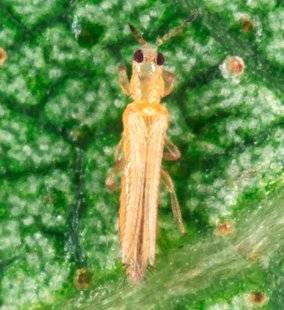 L'Ami des Jardins 1105 Des poireaux sans thrips