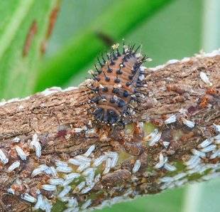 L'Ami des Jardins 1105 DES CHILOCORUS CONTRE LES COCHENILLES