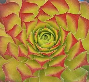 L'Ami des Jardins 1106 'Gold Nugget', une joubarbe flamboyante