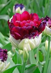 L'Ami des Jardins 1106 'POP UP PURPLE', UNE RARETÉ CHEZ LES TULIPES