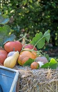 L'Ami des Jardins 1106 On récolte les premières courges