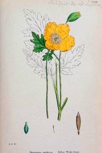 L'Ami des Jardins 1106 Le pavot du Pays de Galles