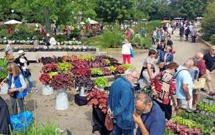 L'Ami des Jardins 1106 Une sympathique fête des plantes rares