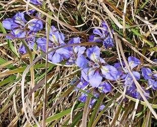 L'Ami des Jardins 1106 Comment déplacer des iris d'Alger