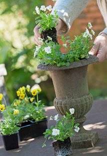 L'Ami des Jardins 1106 Installer des pensées