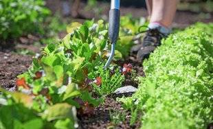 L'Ami des Jardins 1106 Désherber, mais pas trop