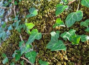 L'Ami des Jardins 1106 RÉHABILITONS LE LIERRE MAL-AIMÉ !