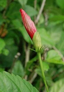 L'Ami des Jardins 1106 Mes hibiscus perdent leurs boutons !