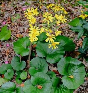 L'Ami des Jardins 1106 DOMPTEZ LA PLANTE-PANTHÈRE