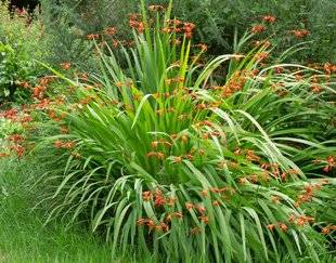 L'Ami des Jardins 1106 Nouvel élan pour le crocos mi a