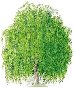 L'Ami des Jardins 1106 Comment soigner les saules