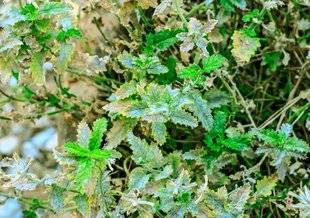 L'Ami des Jardins 1106 LES FEUILLES DES VERVEINES BLANCHISSENT