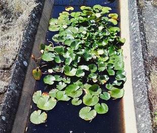 L'Ami des Jardins 1106 Nénuphars à la dérive