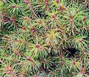 L'Ami des Jardins 1106 ATTENTION AUX ACARIENS SUR VOS ÉPICÉAS !
