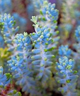 L'Ami des Jardins 1106 Sedum treleasei