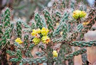 L'Ami des Jardins 1106 BOUTURER LE CYLINDROPUNTIA