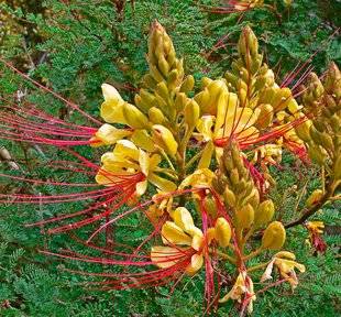 L'Ami des Jardins 1106 Mois charnière pour l'oiseau de paradis