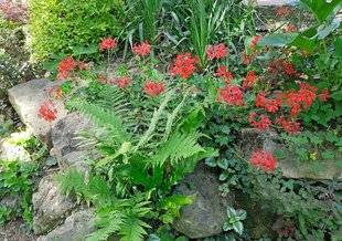 L'Ami des Jardins 1106 POURQUOI PAS DES PÉLARGONIUMS ?