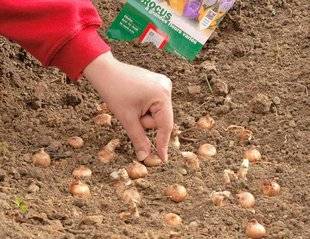 L'Ami des Jardins 1106 MISE EN PLACE DES CROCUS