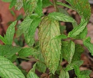 L'Ami des Jardins 1106 DES TACHES BLANCHES SUR LA MENTHE
