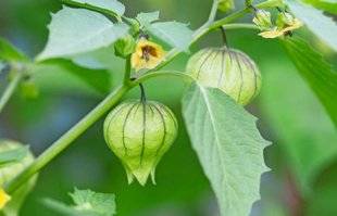 L'Ami des Jardins 1106 Il y a physalis et physalis