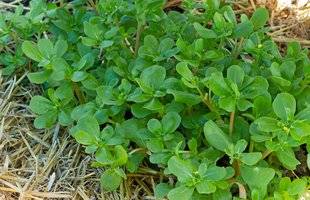 L'Ami des Jardins 1106 LE POURPIER PREND SES AISES