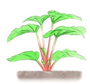 L'Ami des Jardins 1106 Blanchir la rhubarbe