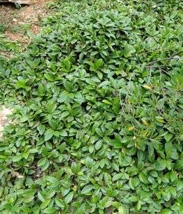 L'Ami des Jardins 1106 Les diverses espèces de figuier