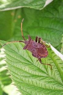 L'Ami des Jardins 1106 UNE PUNAISE MALODORANTE SUR LES FRAMBOISIERS