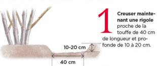 L'Ami des Jardins 1106 Multiplier votre figuier