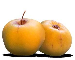 L'Ami des Jardins 1106 'API ÉTOILÉE', UNE BONNE VIEILLE POMME