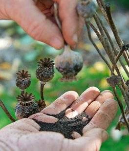 L'Ami des Jardins 1106 DES GRAINES POUR L'AN PROCHAIN