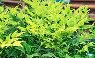 L'Ami des Jardins 1106 Un bambou sacré… aux feuilles d'or !