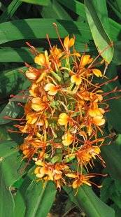 L'Ami des Jardins 1106 Cultiver le gingembre ornemental