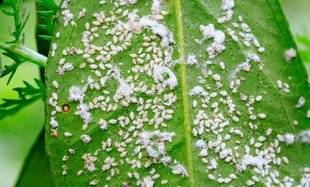 L'Ami des Jardins 1106 UNE MOUCHE BLANCHE SUR LES AGRUMES