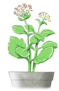 L'Ami des Jardins 1106 Prolonger la vie du kalanchoé