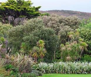 L'Ami des Jardins 1106 SOUS INFLUENCE AUSTRALE