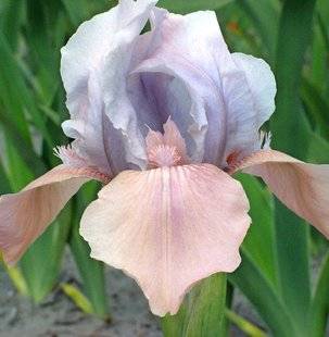 L'Ami des Jardins 1107 Une perle irisée