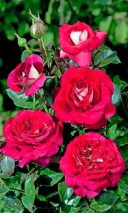 L'Ami des Jardins 1107 Les nouveaux rosiers sont arrivés !