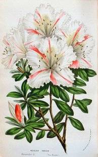 L'Ami des Jardins 1107 LES AZALÉES superstars
