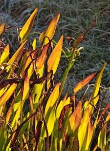 L'Ami des Jardins 1107 COULEURS D'AUTOMNE SPECTACULAIRES