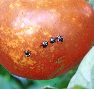 L'Ami des Jardins 1107 DES PETITES PUNAISES FONT DE GROS DÉGÂTS SUR LES TOMATES !