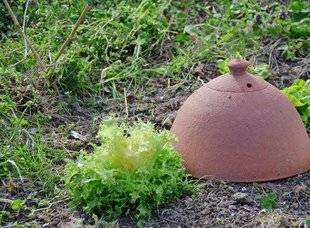 L'Ami des Jardins 1107 Blanchir