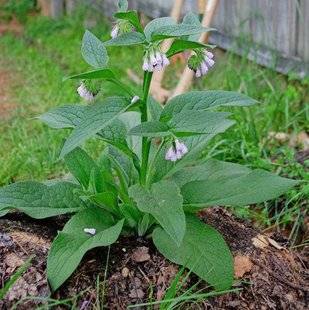 L'Ami des Jardins 1107 L'INDISPENSABLE CONSOUDE DE RUSSIE